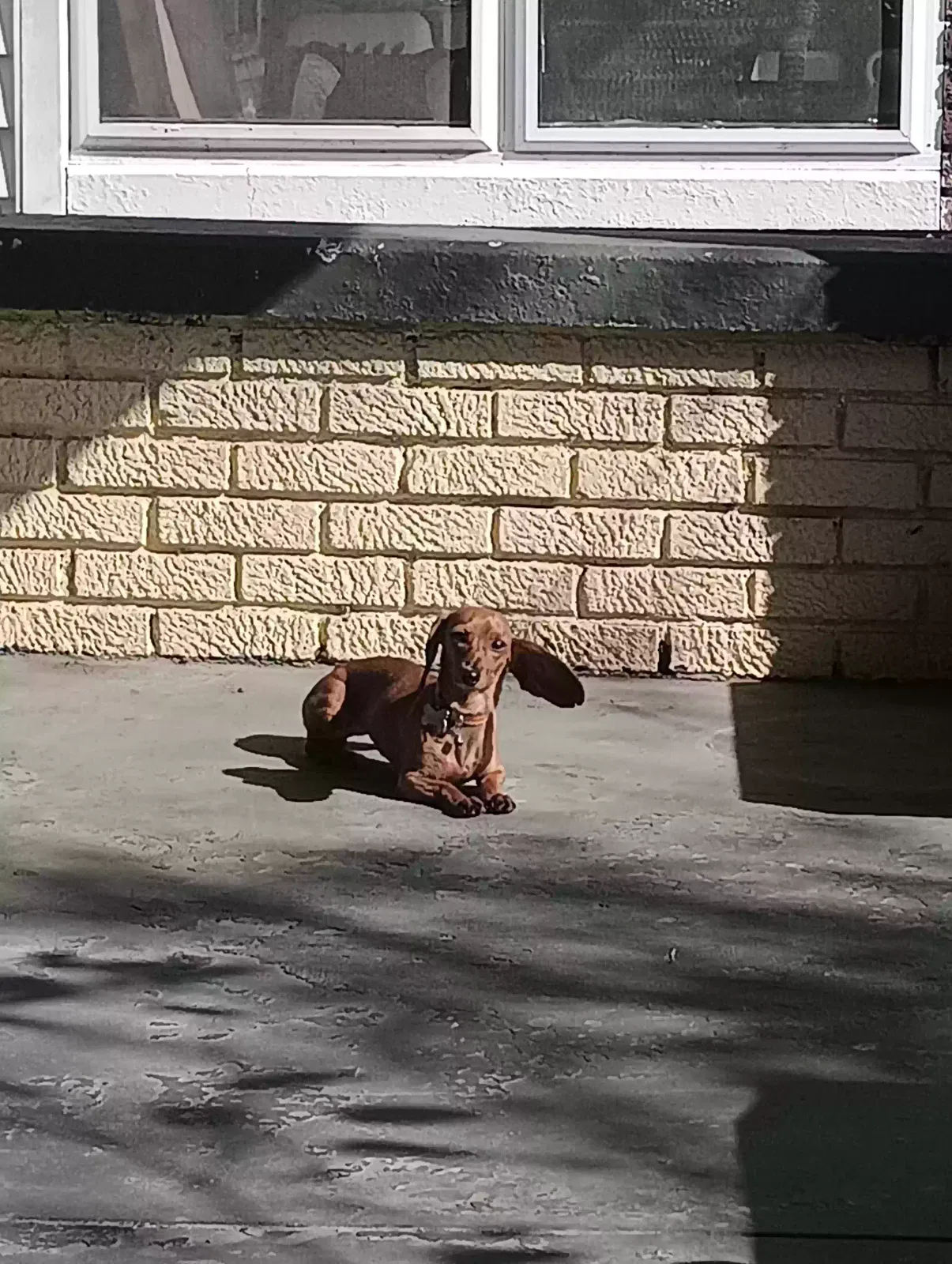 Lost dog in Louisville, KY, 40212