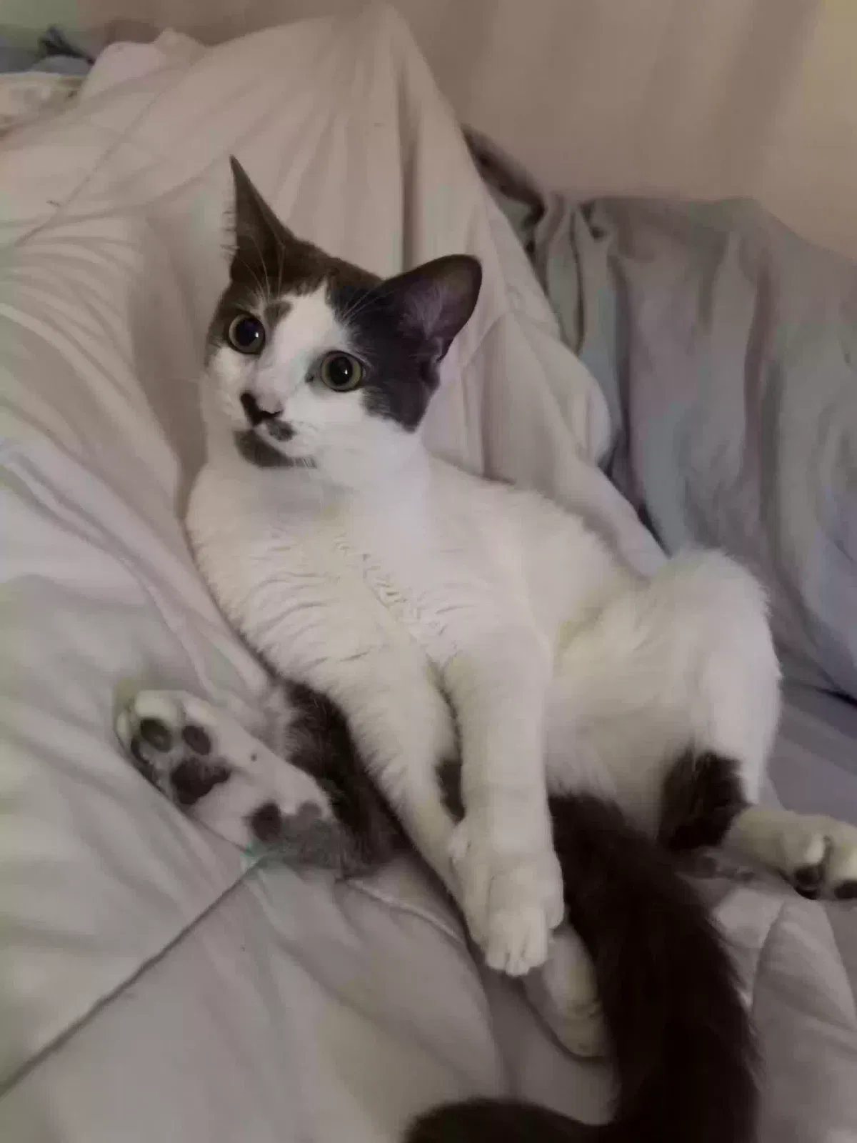 Lost cat in Chula Vista, CA, 91913