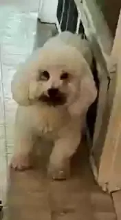Lost dog in Dallas, TX, 75229