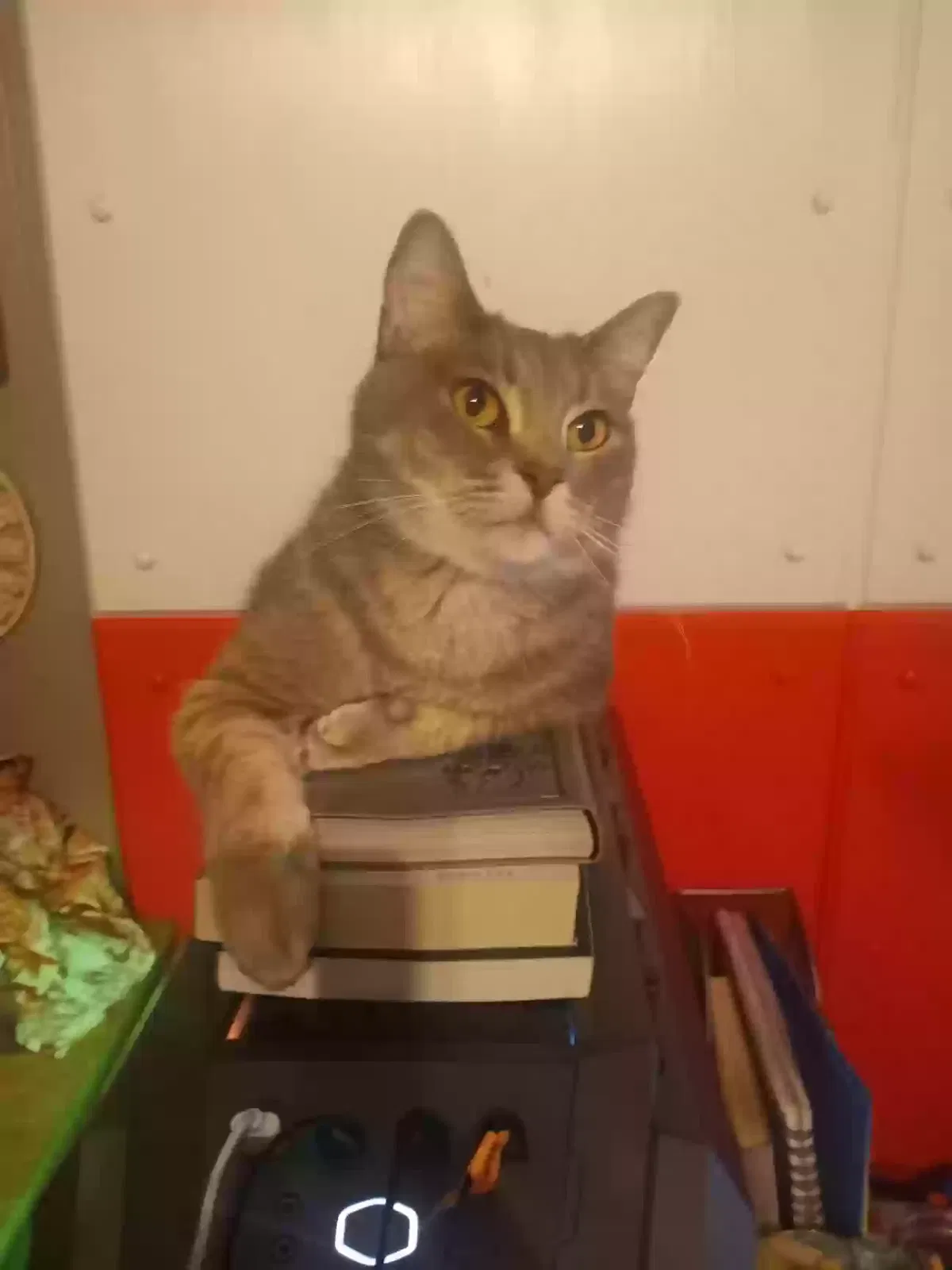 Lost cat in Shawnee, KS, 66203