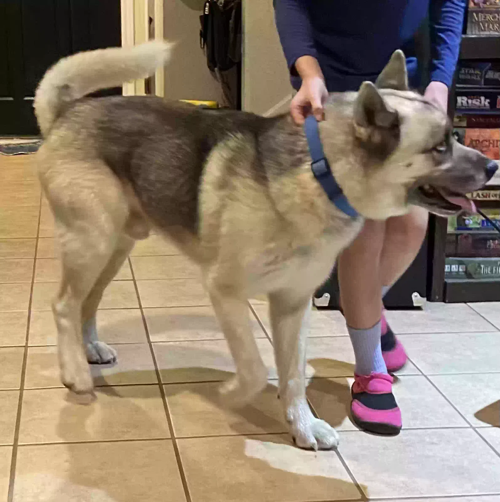 Found dog in New Braunfels, TX, 78130