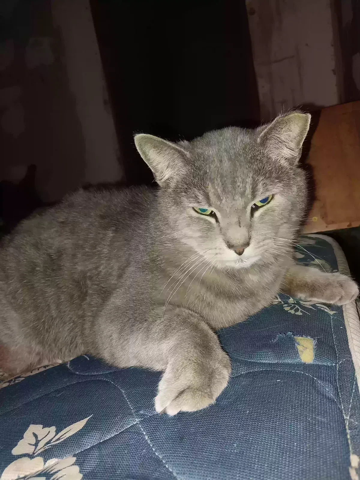 Lost cat in Interlachen, FL, 32148