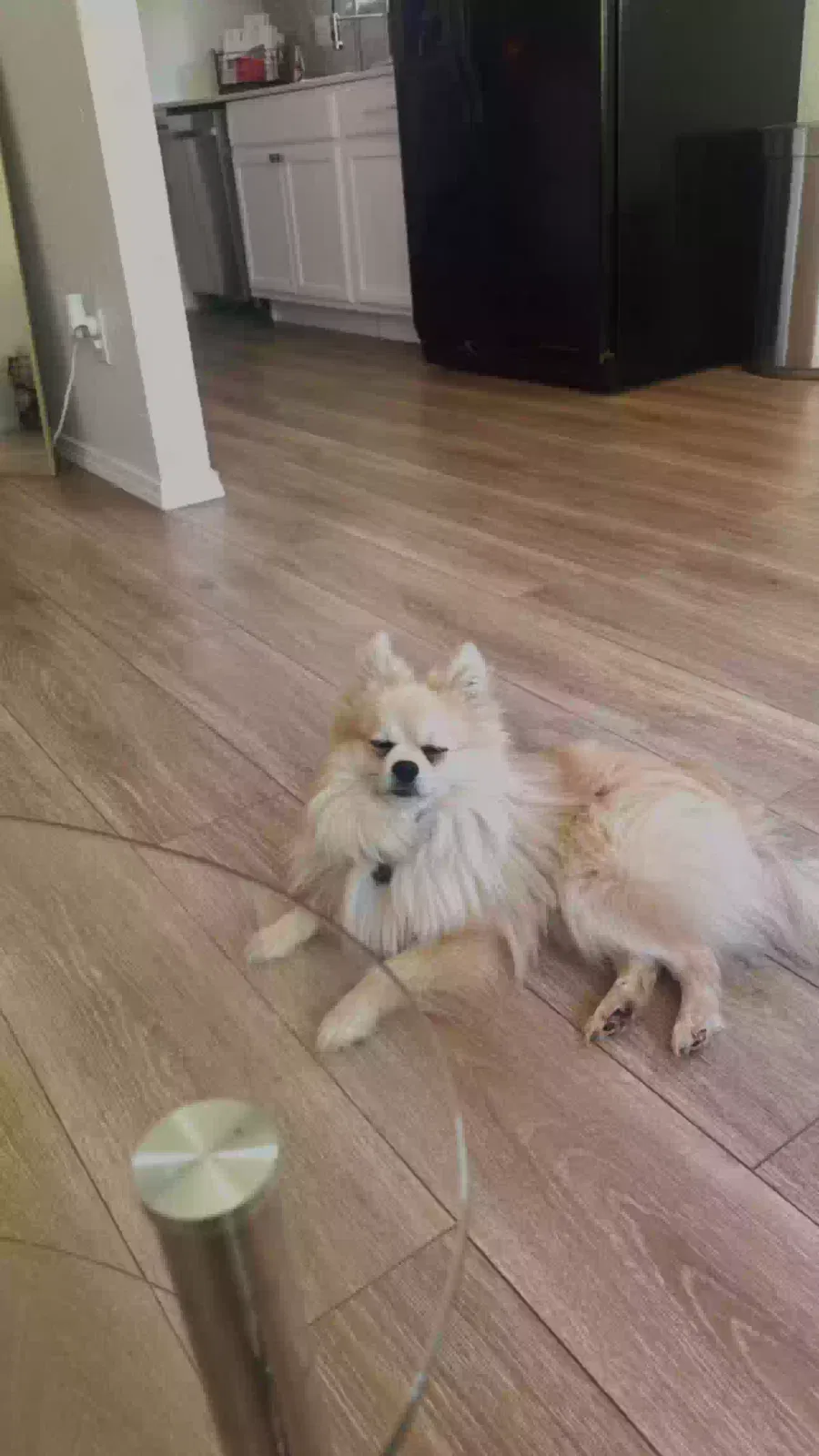 Lost dog in Oklahoma City, OK, 73120