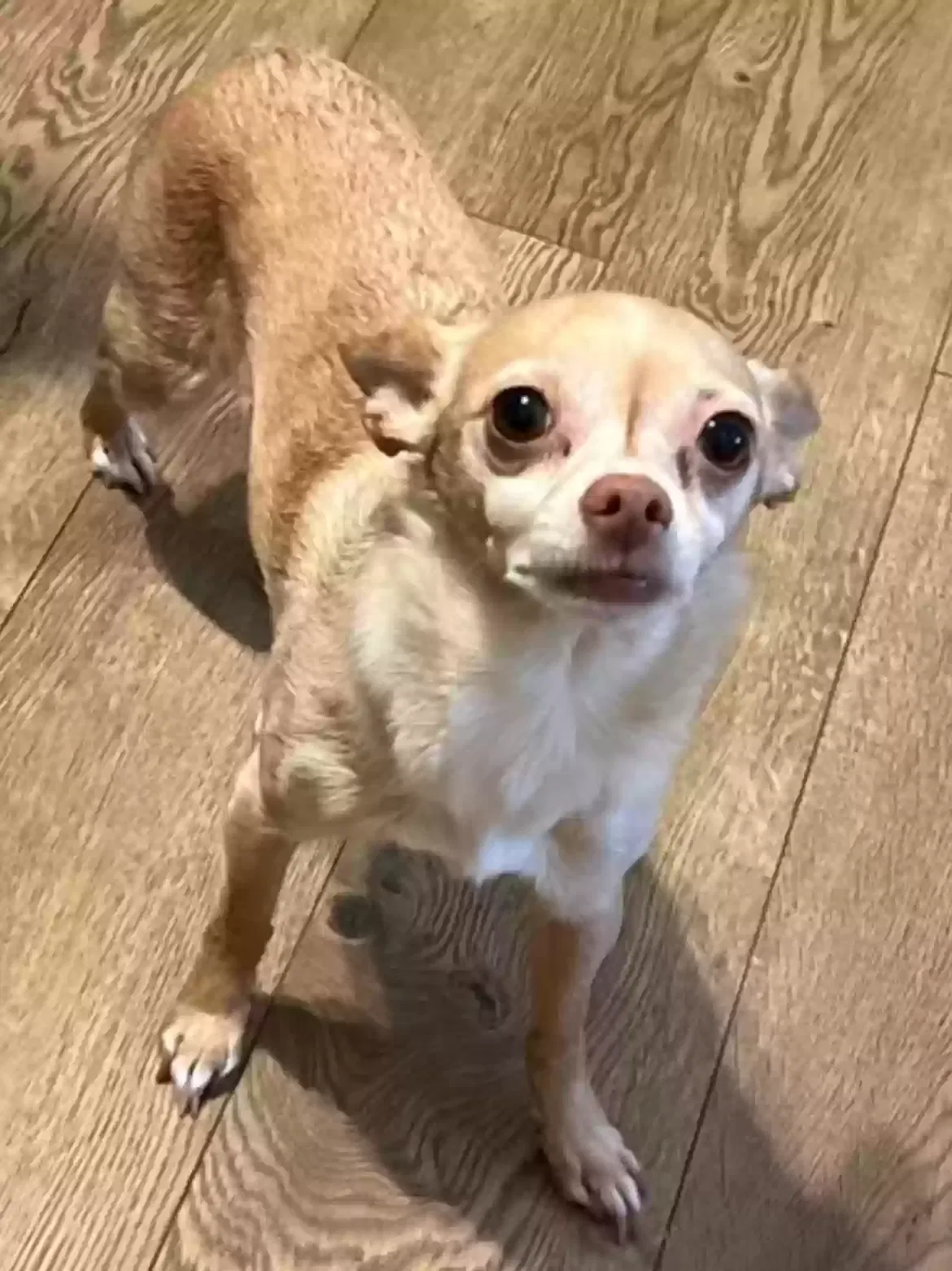Lost dog in Whittier, CA, 90606