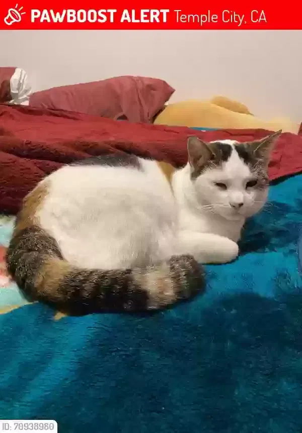 Lost cat in Temple City, CA, 91780