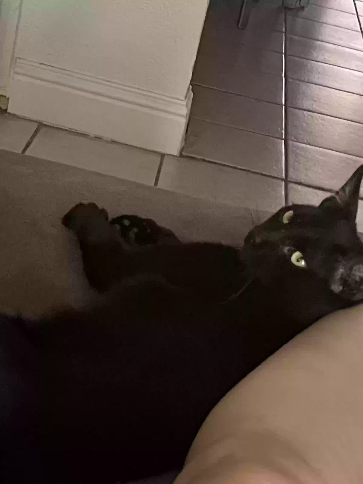 Lost cat in Fresno, CA, 93705