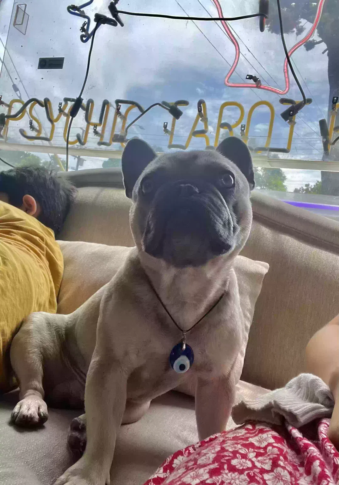 Lost dog in Los Angeles, CA, 90019