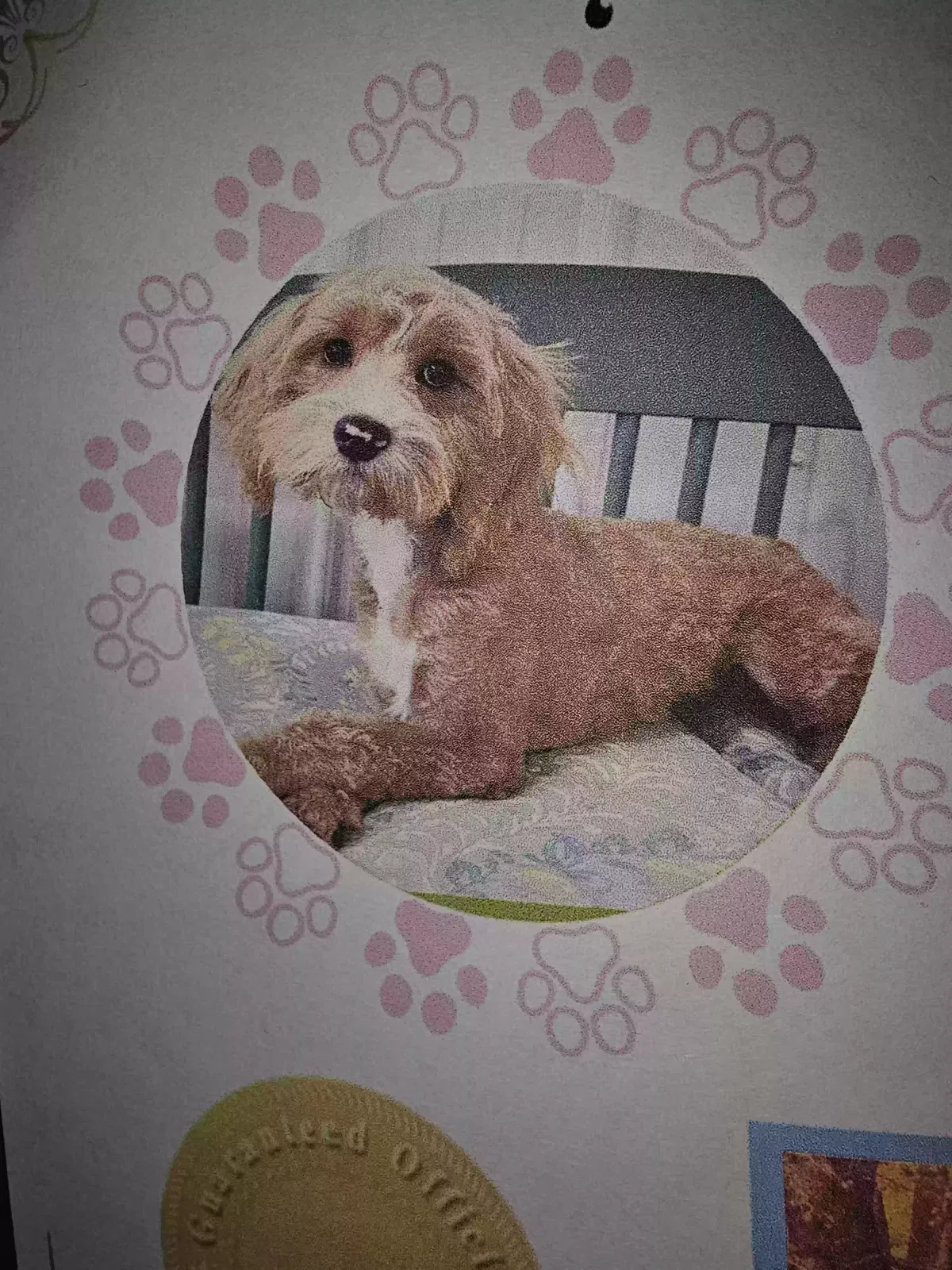 Lost dog in Louisville, KY, 40219