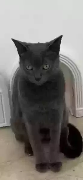 Lost cat in Delray Beach, FL, 33446
