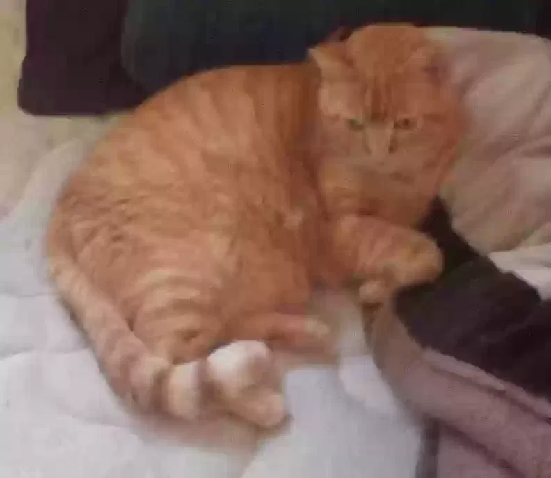 Lost cat in Toledo, OH, 43611