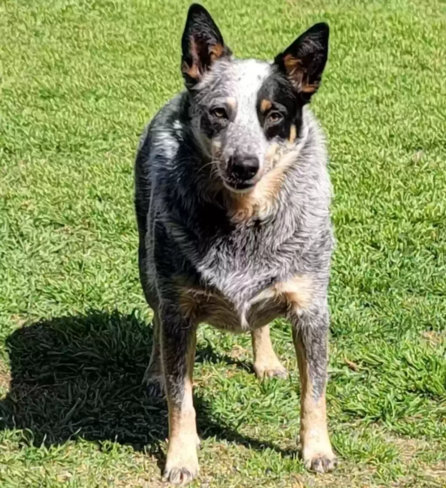 Lost dog in Mckinney, TX, 75071
