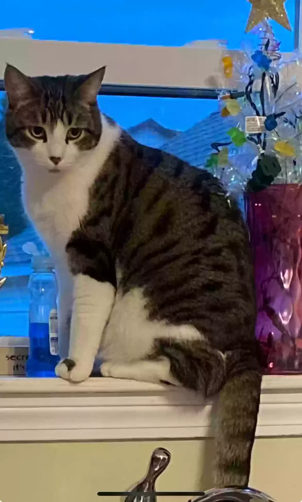 Lost cat in New Port Richey, FL, 34653