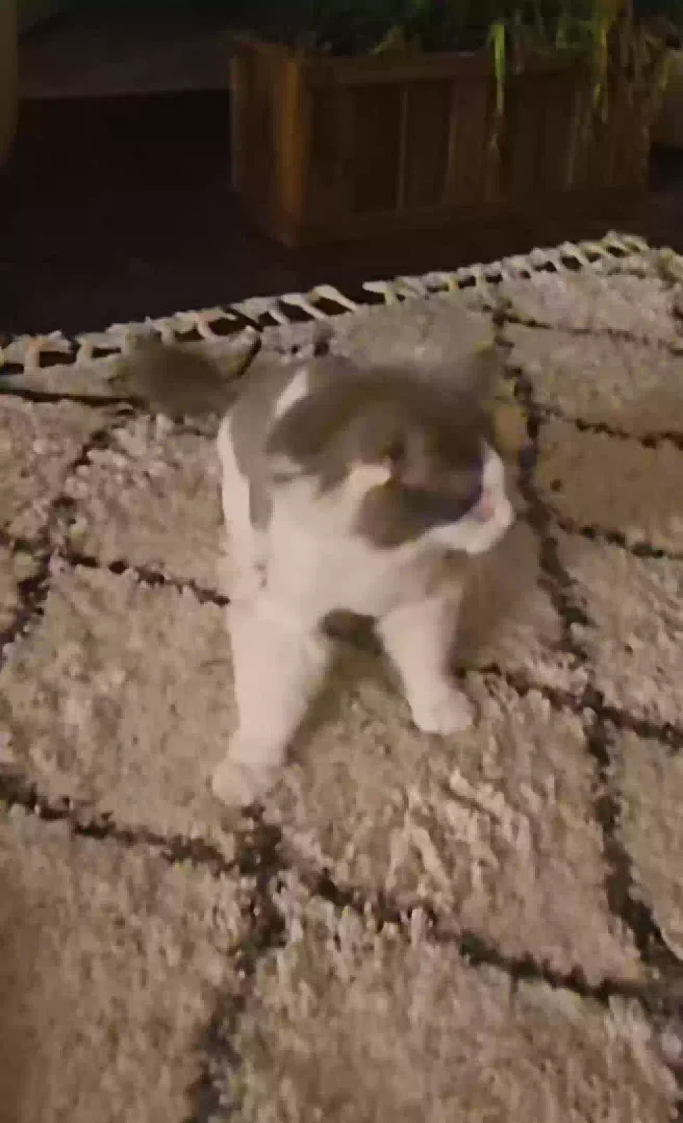 Lost cat in Los Angeles, CA, 90042