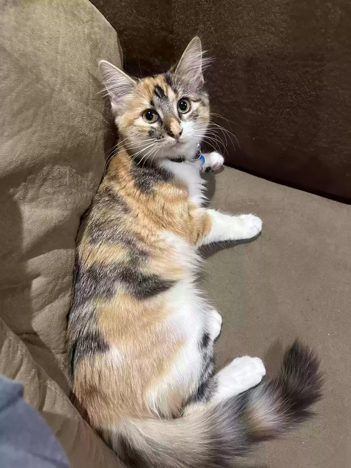 Lost cat in North Richland Hills, TX, 76182
