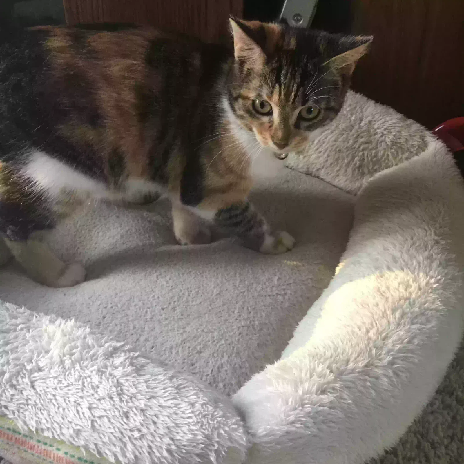 Lost cat in Millersburg, IN, 46543