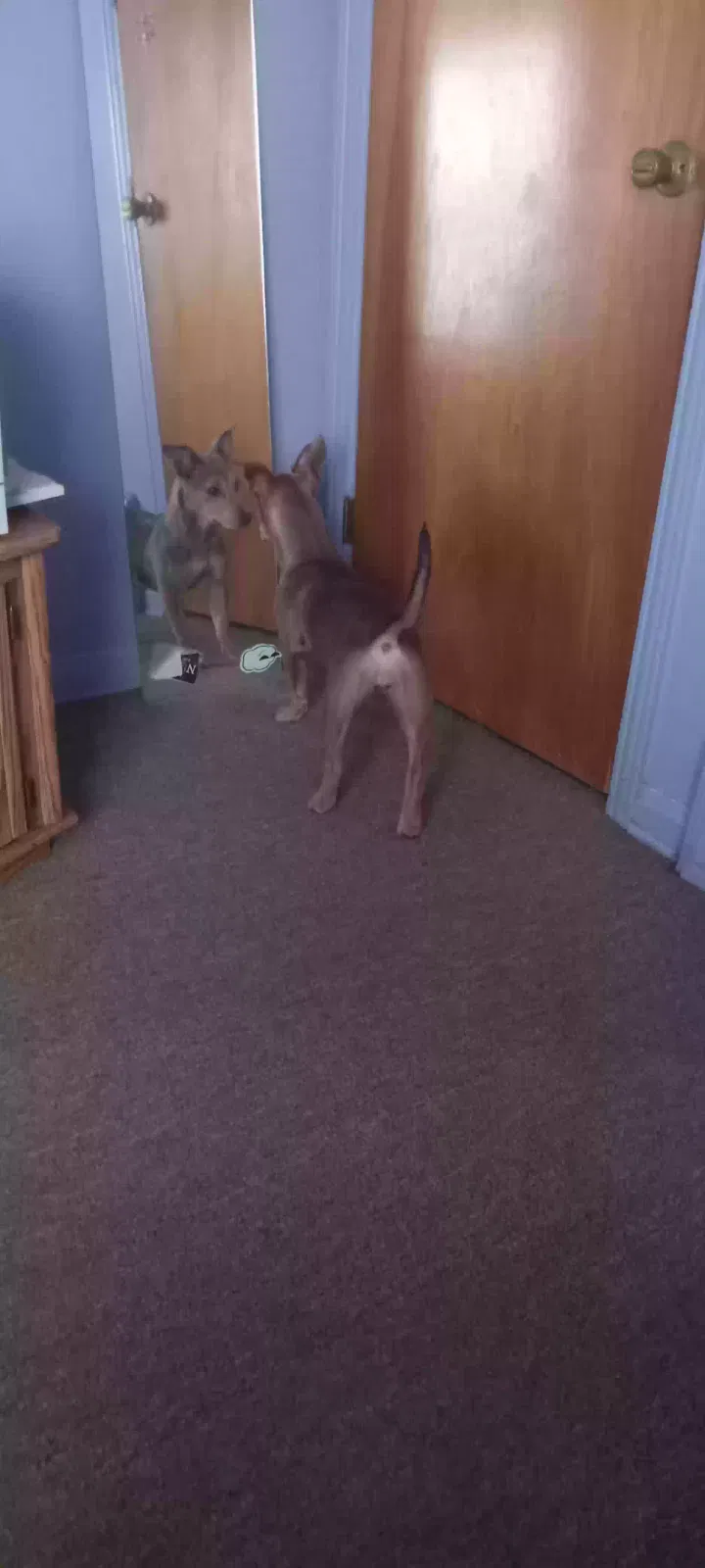 Lost dog in Denver, CO, 80211