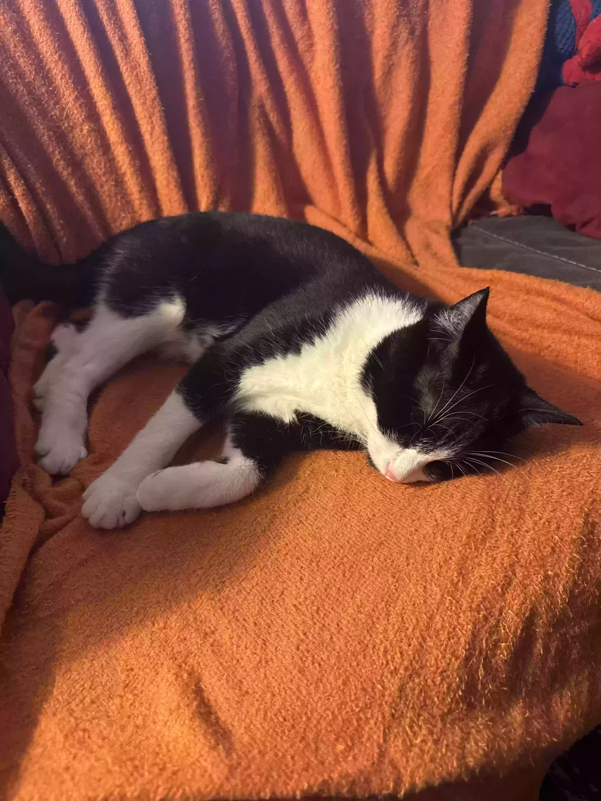 Found cat in Lacey, WA, 98503