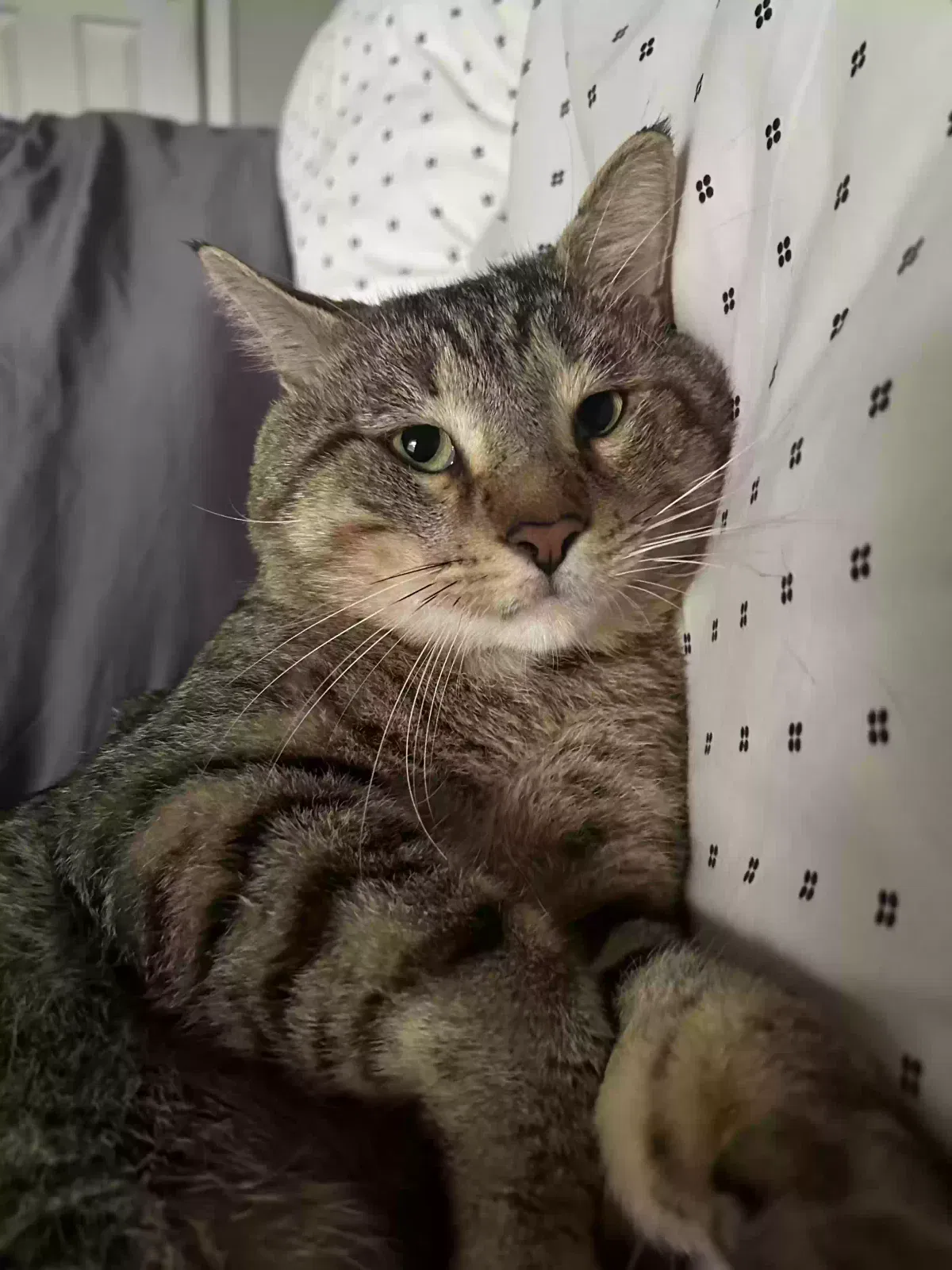 Lost cat in Loxahatchee, FL, 33470