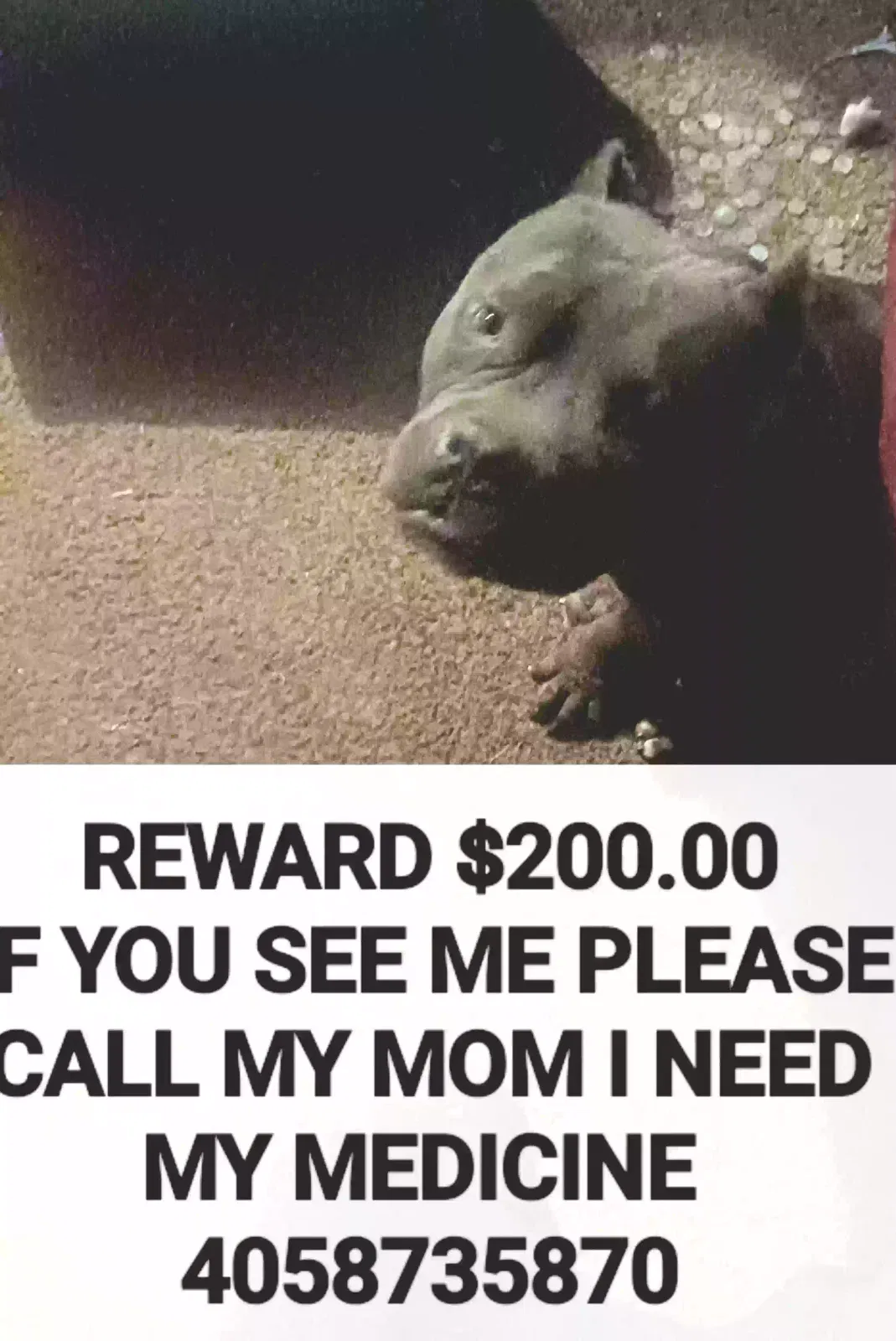 Lost dog in Oklahoma City, OK, 73135