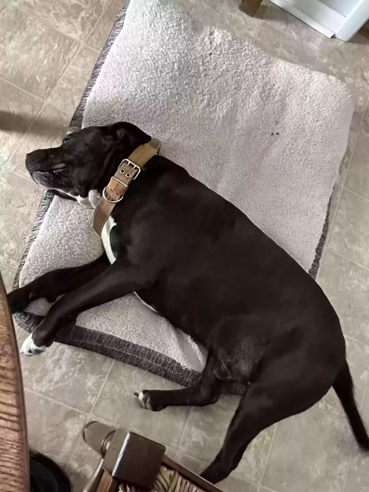 Found dog in Augusta, GA, 30904