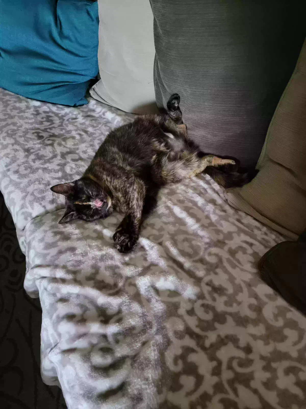 Lost cat in Hollywood, FL, 33024