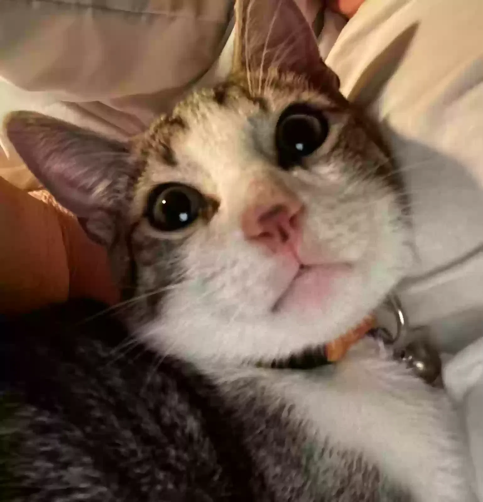 Lost cat in Concord, NC, 28027