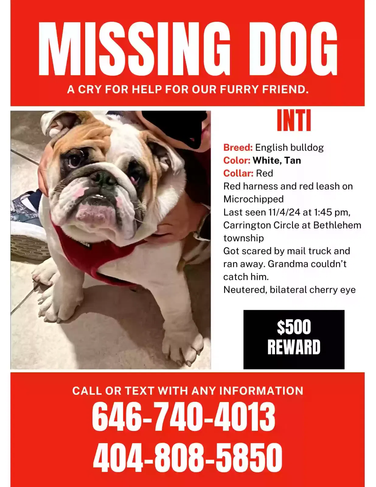 Lost dog in Easton, PA, 18045