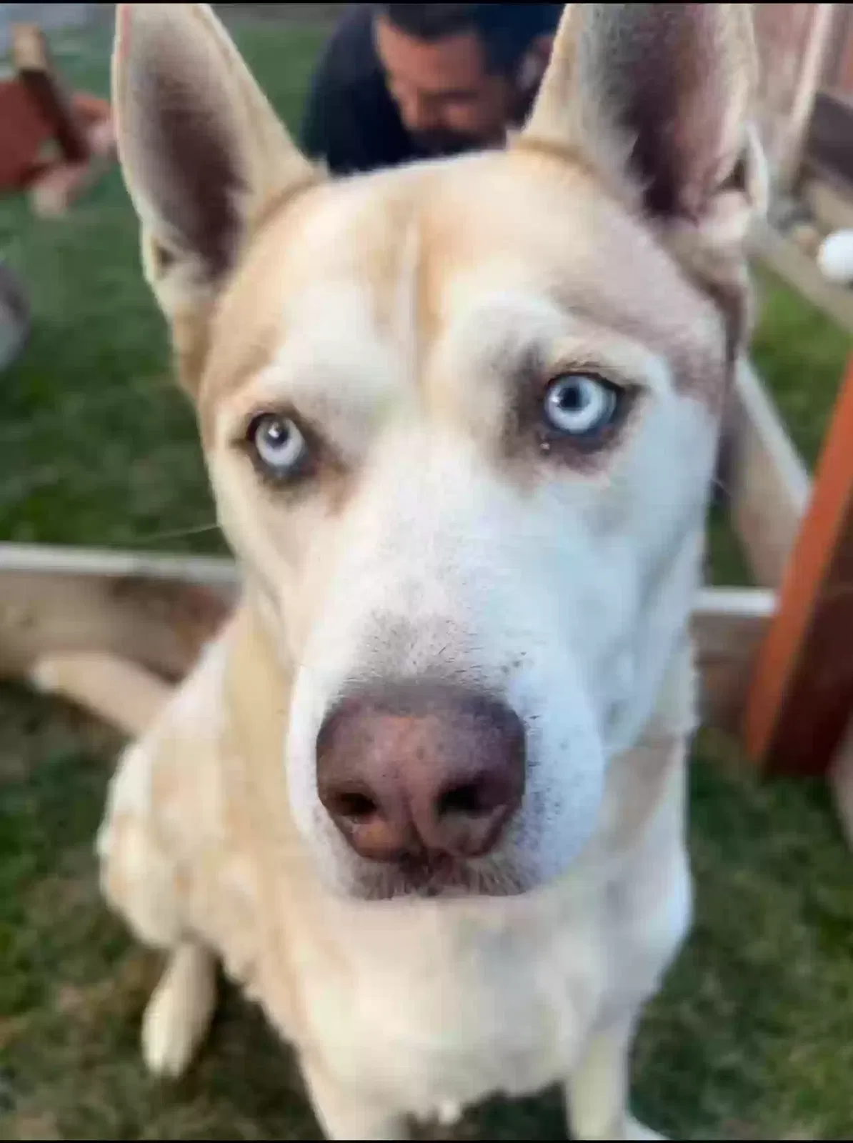 Lost dog in Vallejo, CA, 94591