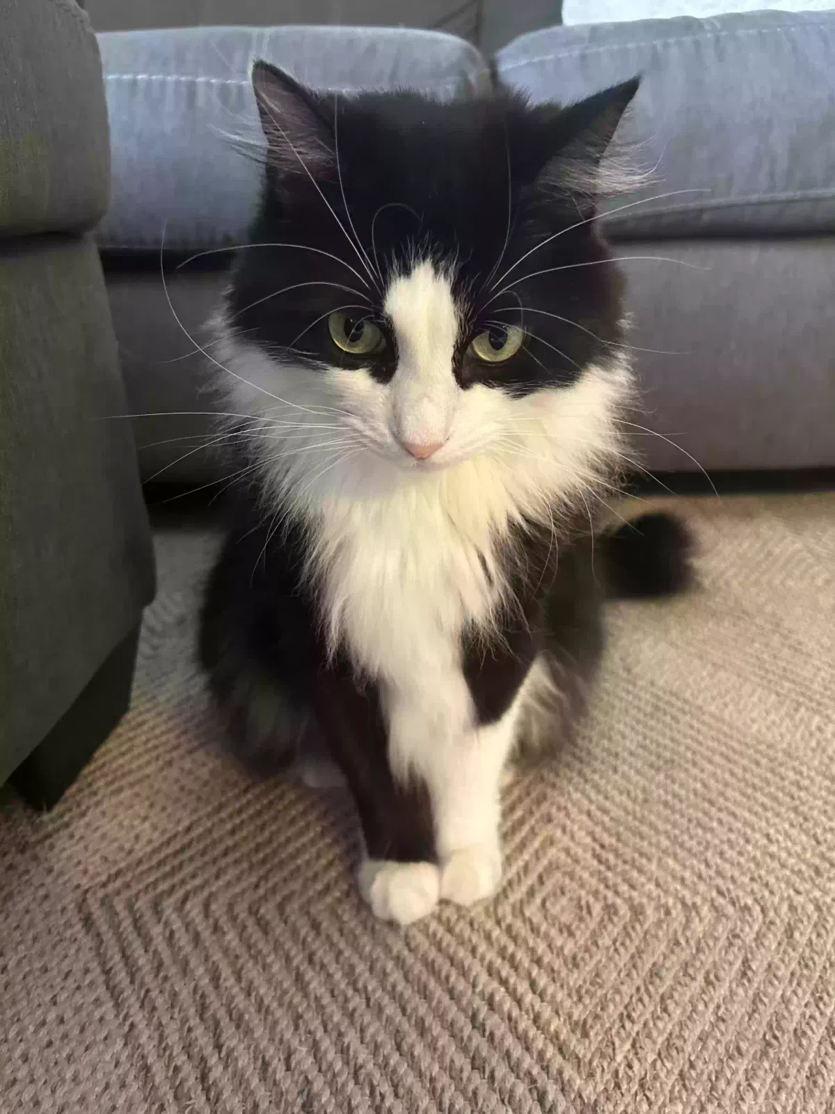 Lost cat in Louisville, KY, 40241