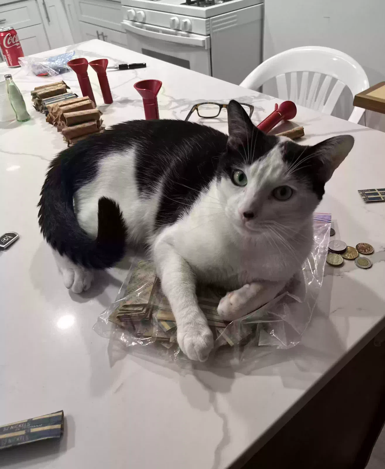 Lost cat in Brooklyn, NY, 11228