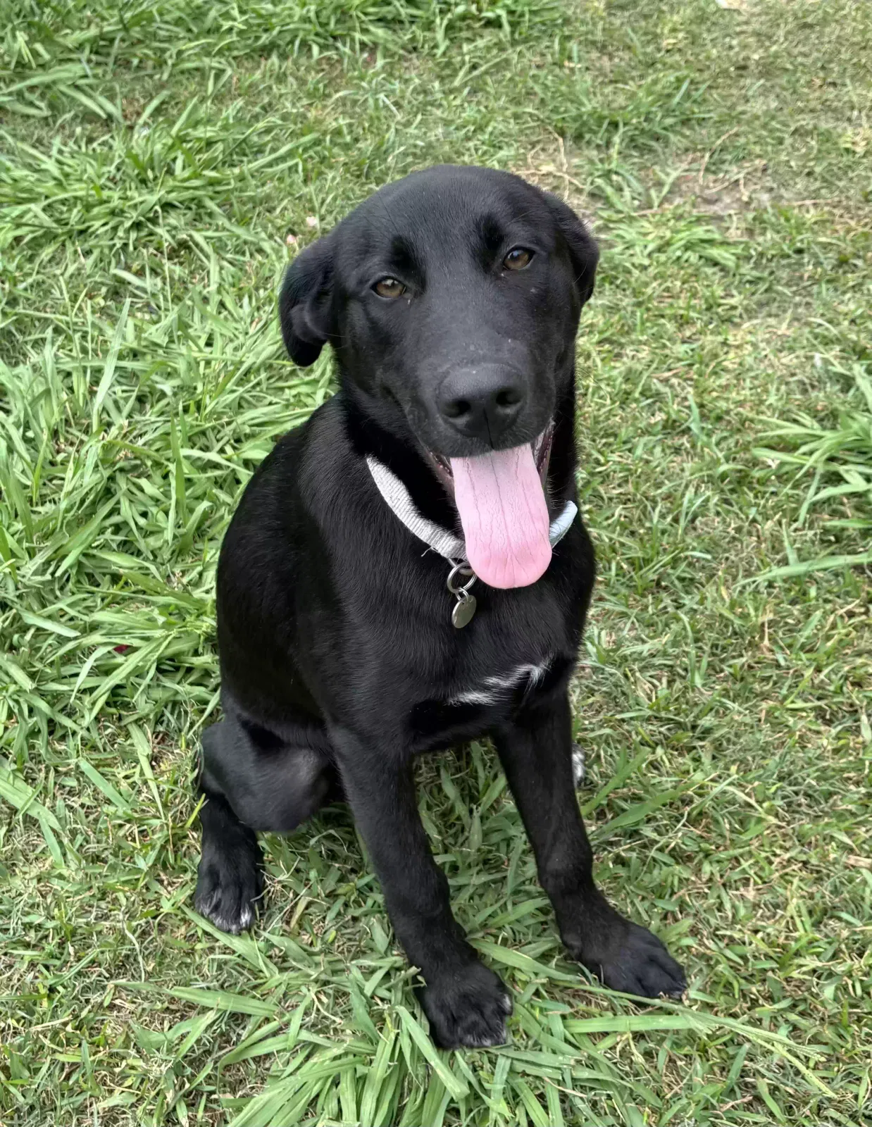 Lost dog in Pasadena, TX, 77506