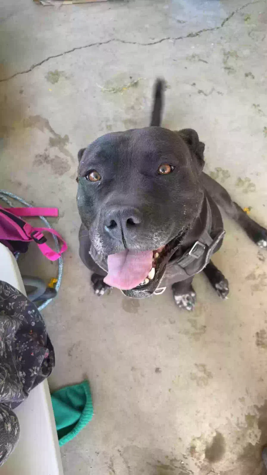 Lost dog in Modesto, CA, 95358