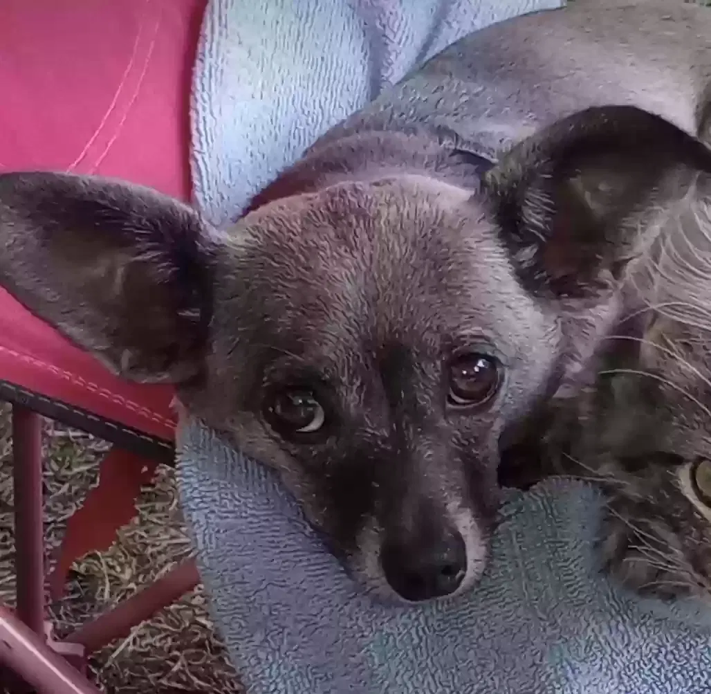 Lost dog in Jonesboro, AR, 72401