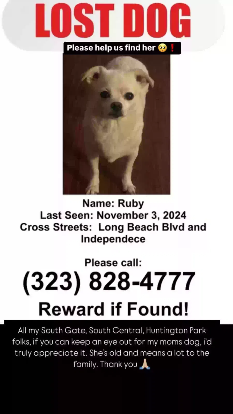 Lost dog in South Gate, CA, 90280
