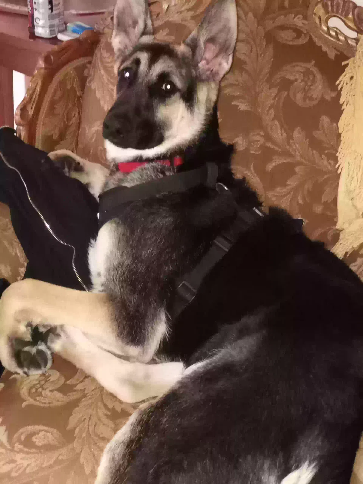 Lost dog in Denver, CO, 80219