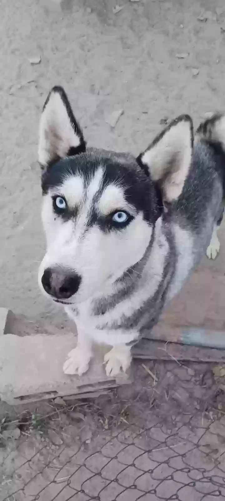 Lost dog in El Paso, TX, 79927
