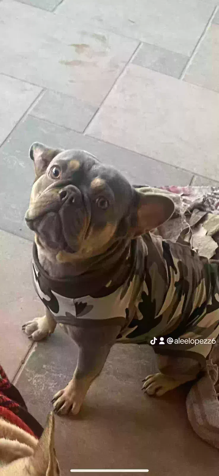 Lost dog in Phoenix, AZ, 85019
