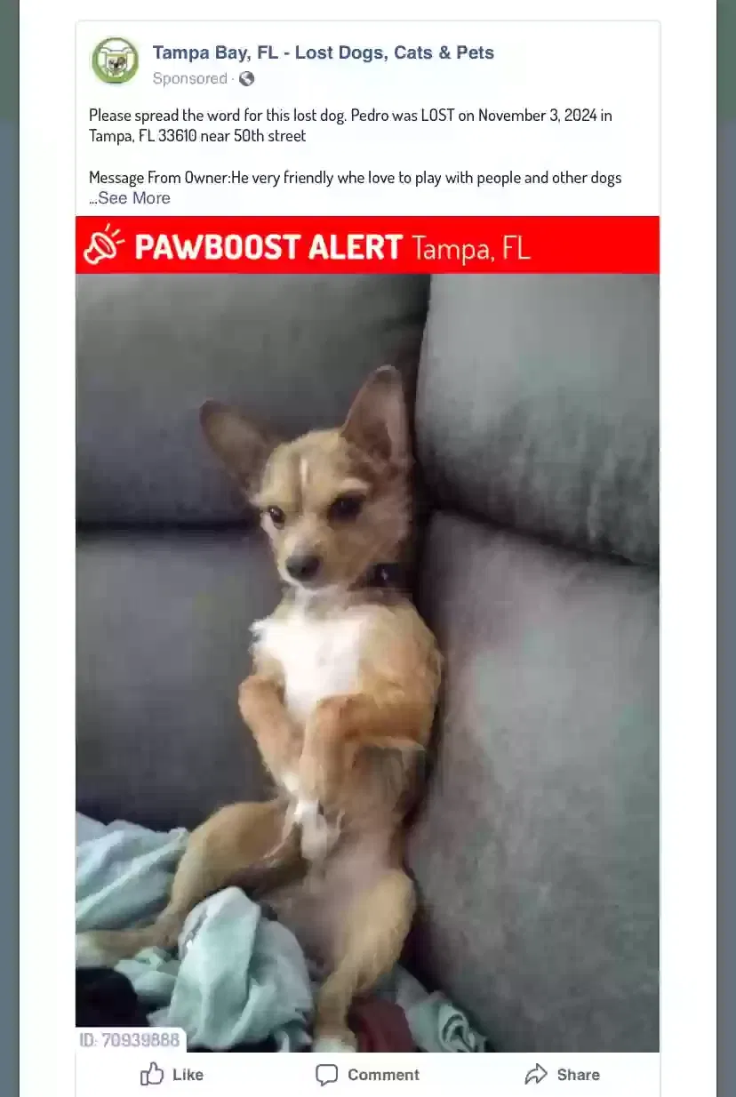 Lost dog in Tampa, FL, 33610