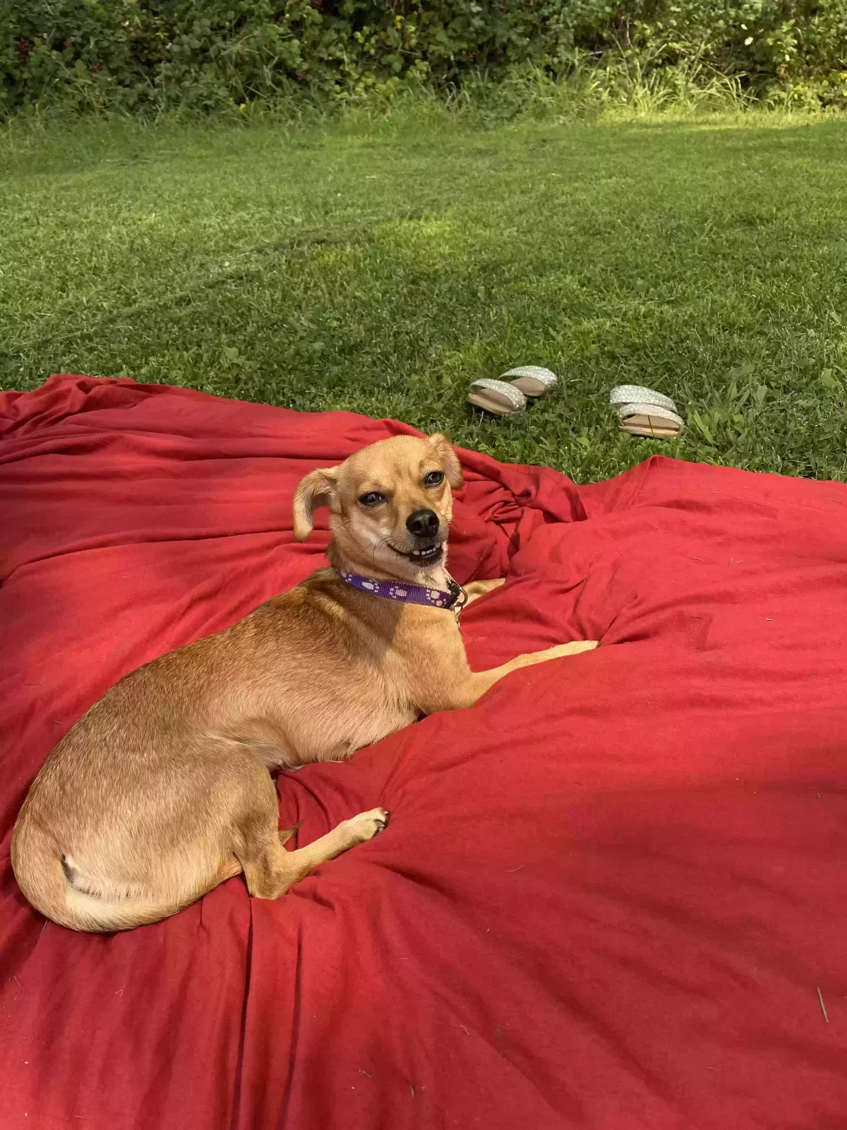 Lost dog in Sacramento, CA, 95823