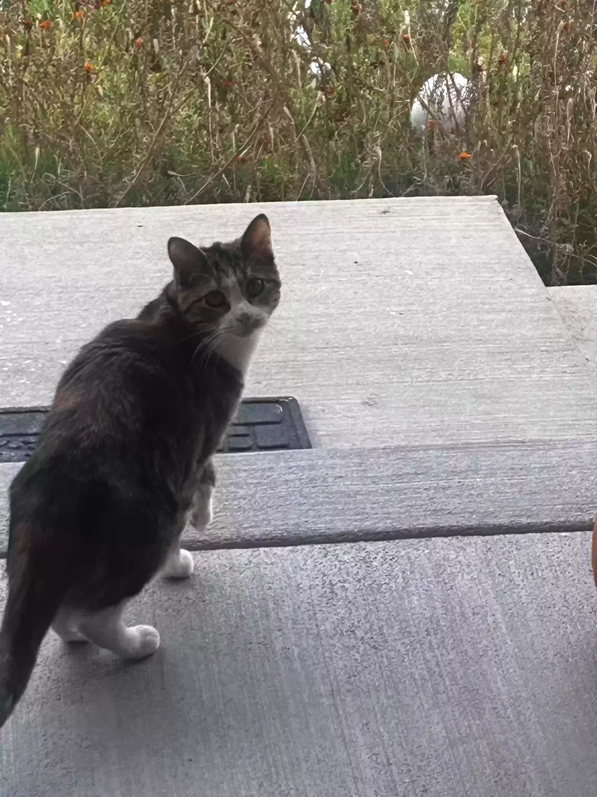 Lost cat in Parker, CO, 80134