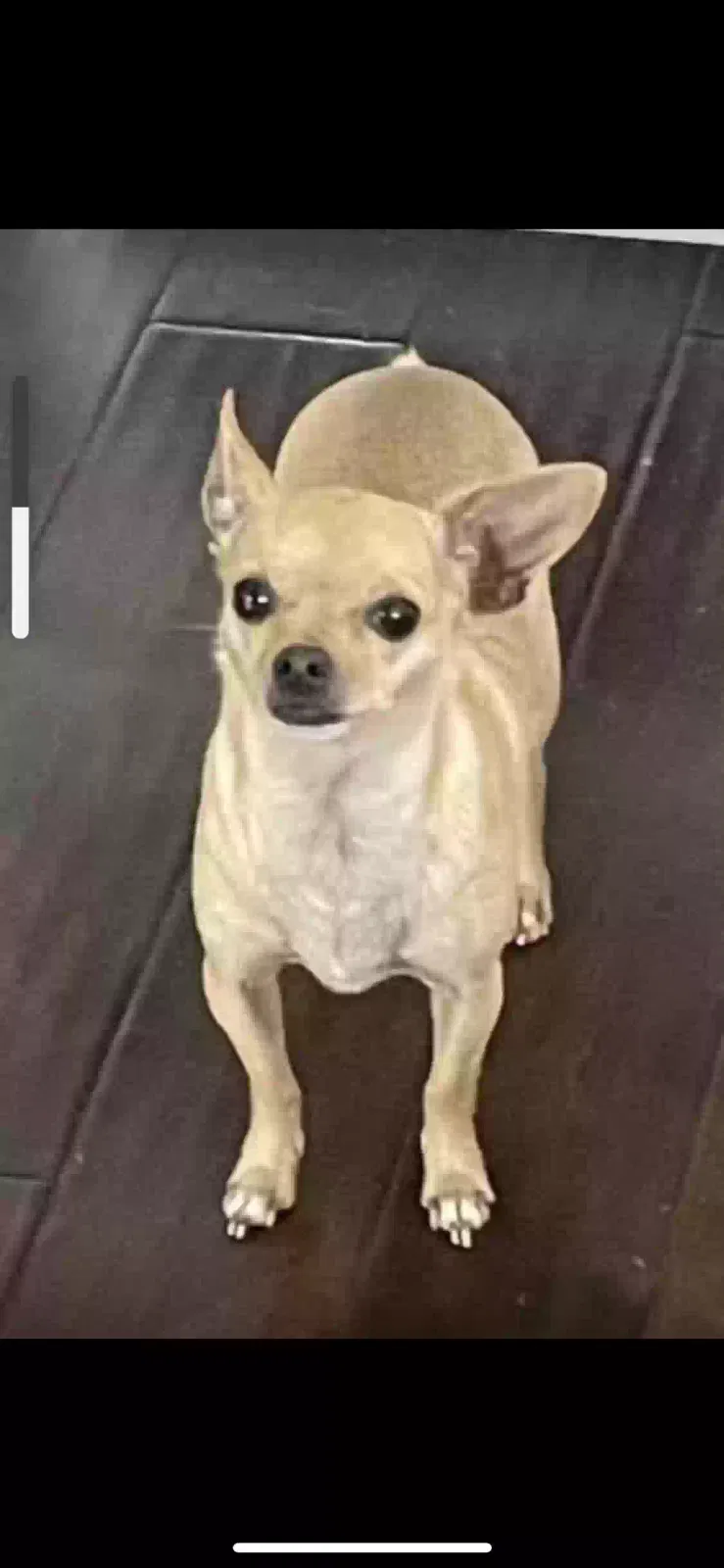 Lost dog in Lithia, FL, 33547