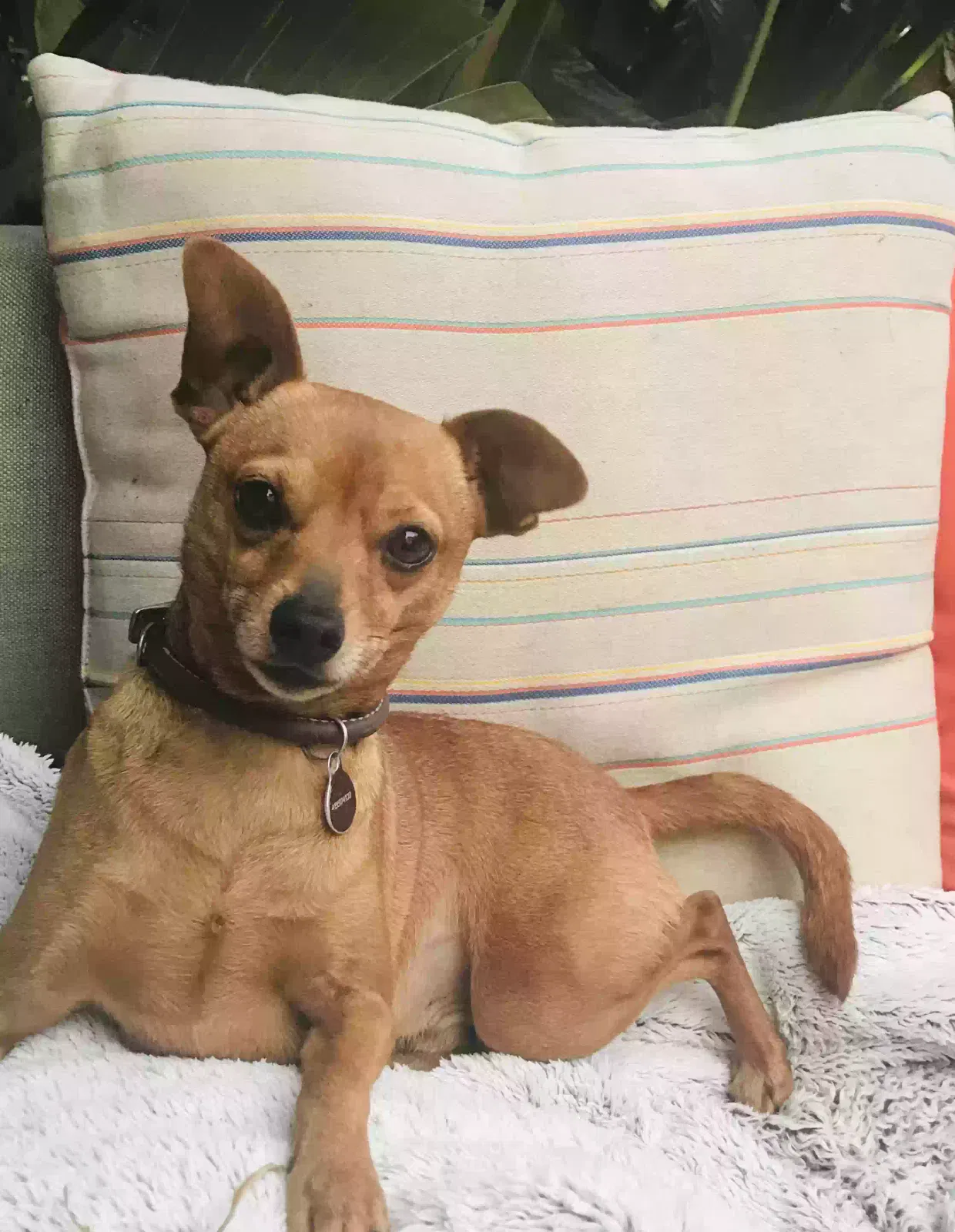 Lost dog in San Francisco, CA, 94112