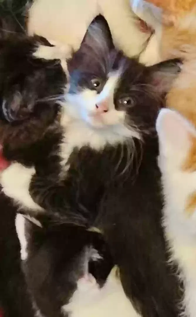 Lost cat in Granbury, TX, 76049
