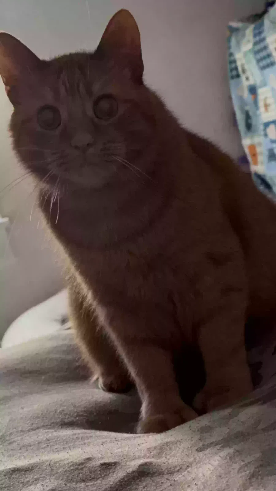 Lost cat in Muncie, IN, 47303