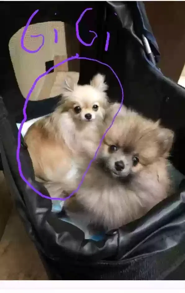 Lost dog in Arlington, TX, 76014