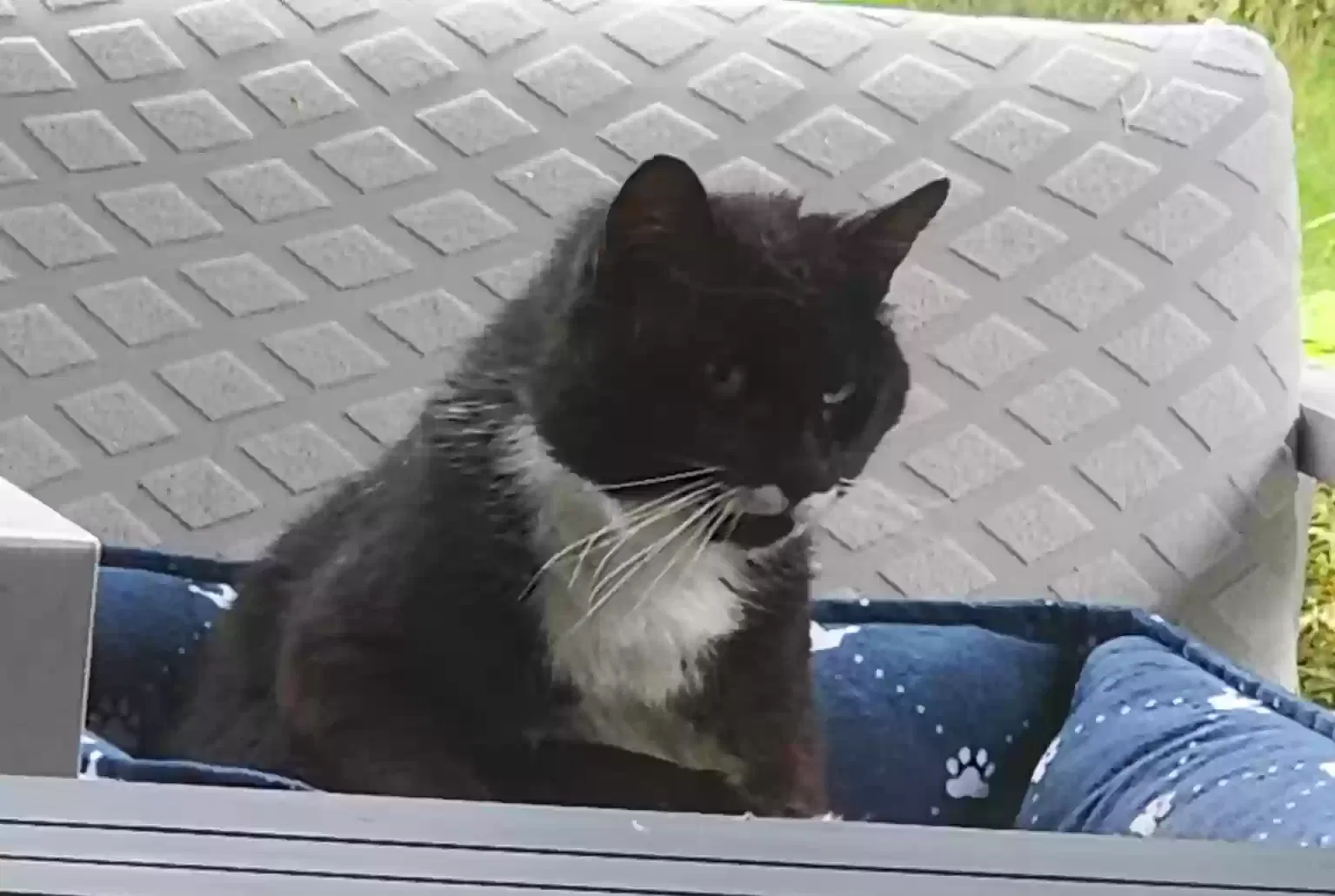 Lost cat in Gold Bar, WA, 98251