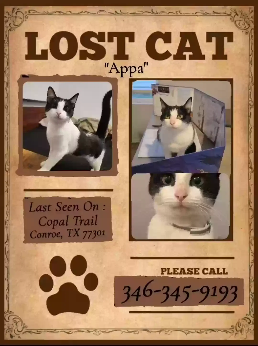 Lost cat in Conroe, TX, 77301