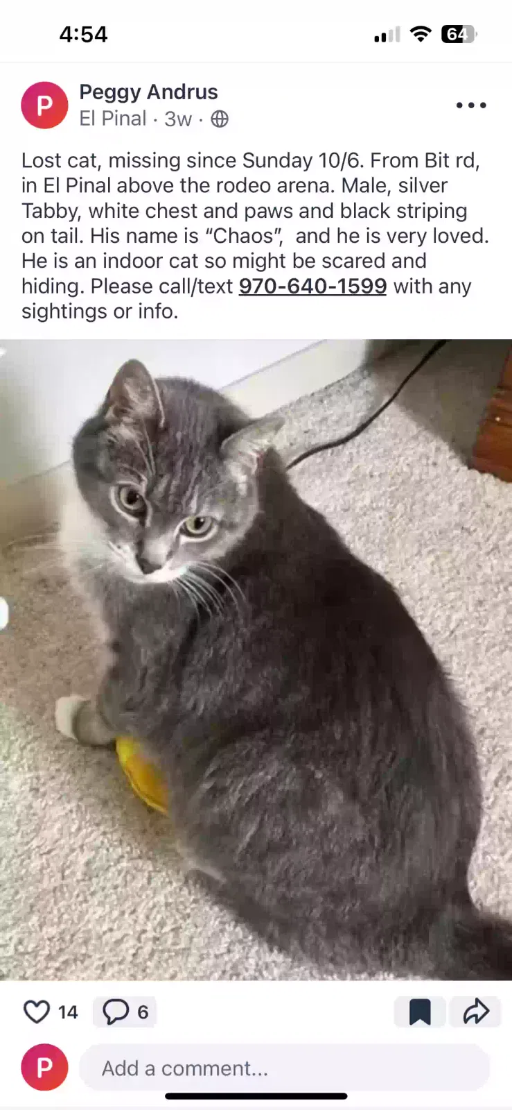 Lost cat in Evergreen, CO, 80439