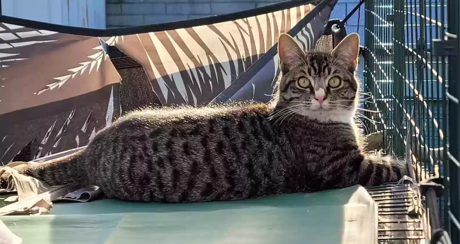 Lost cat in Pacoima, CA, 91331
