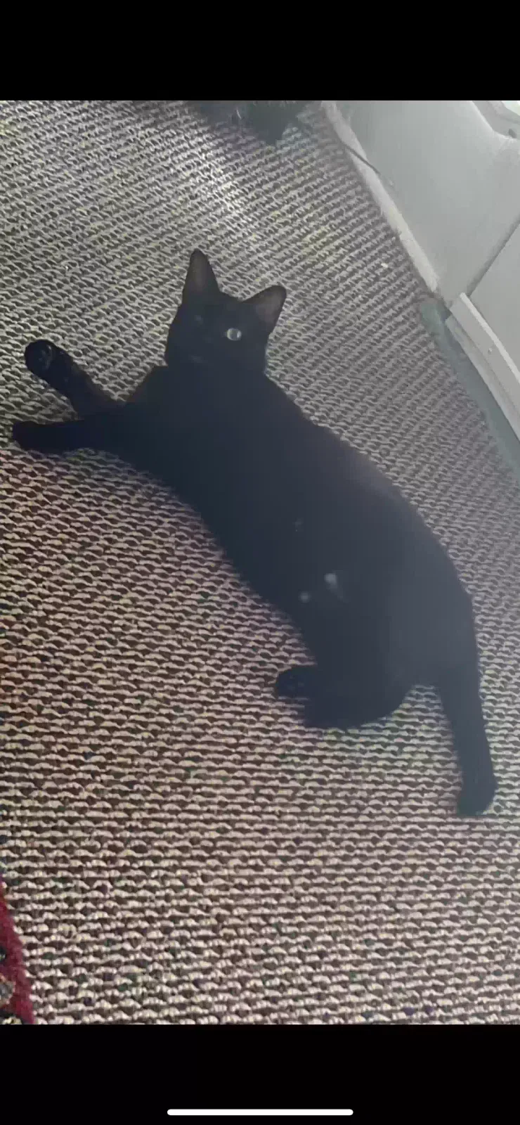 Lost cat in Richmond, VA, 23222